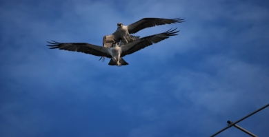 Jims ospreys